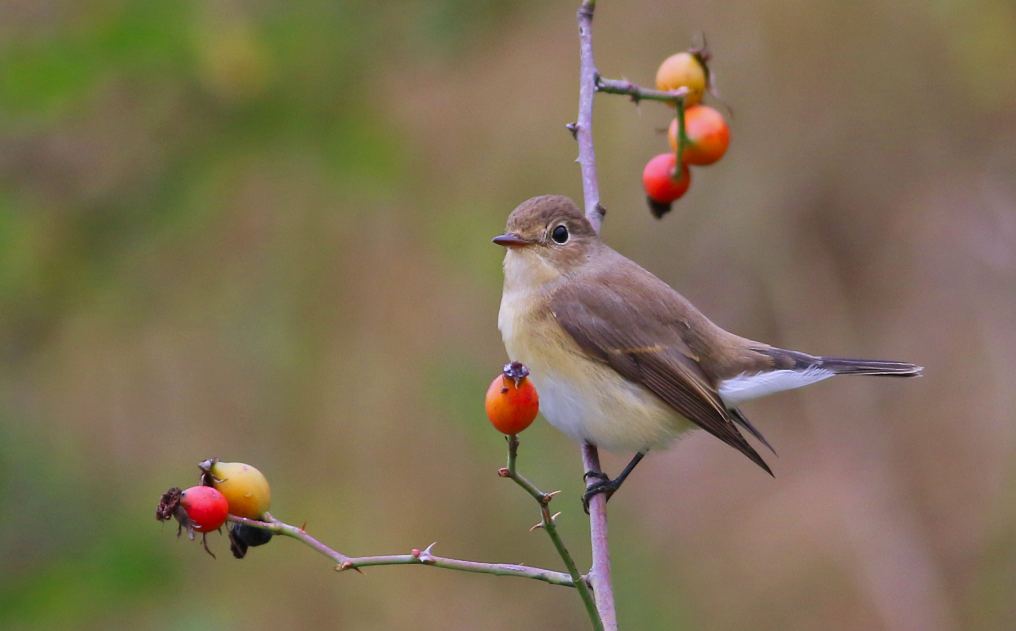Red-breasted Flycatcher